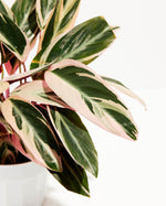 Stromanthe Tricolor Featured Image