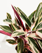 Stromanthe Tricolor Featured Image