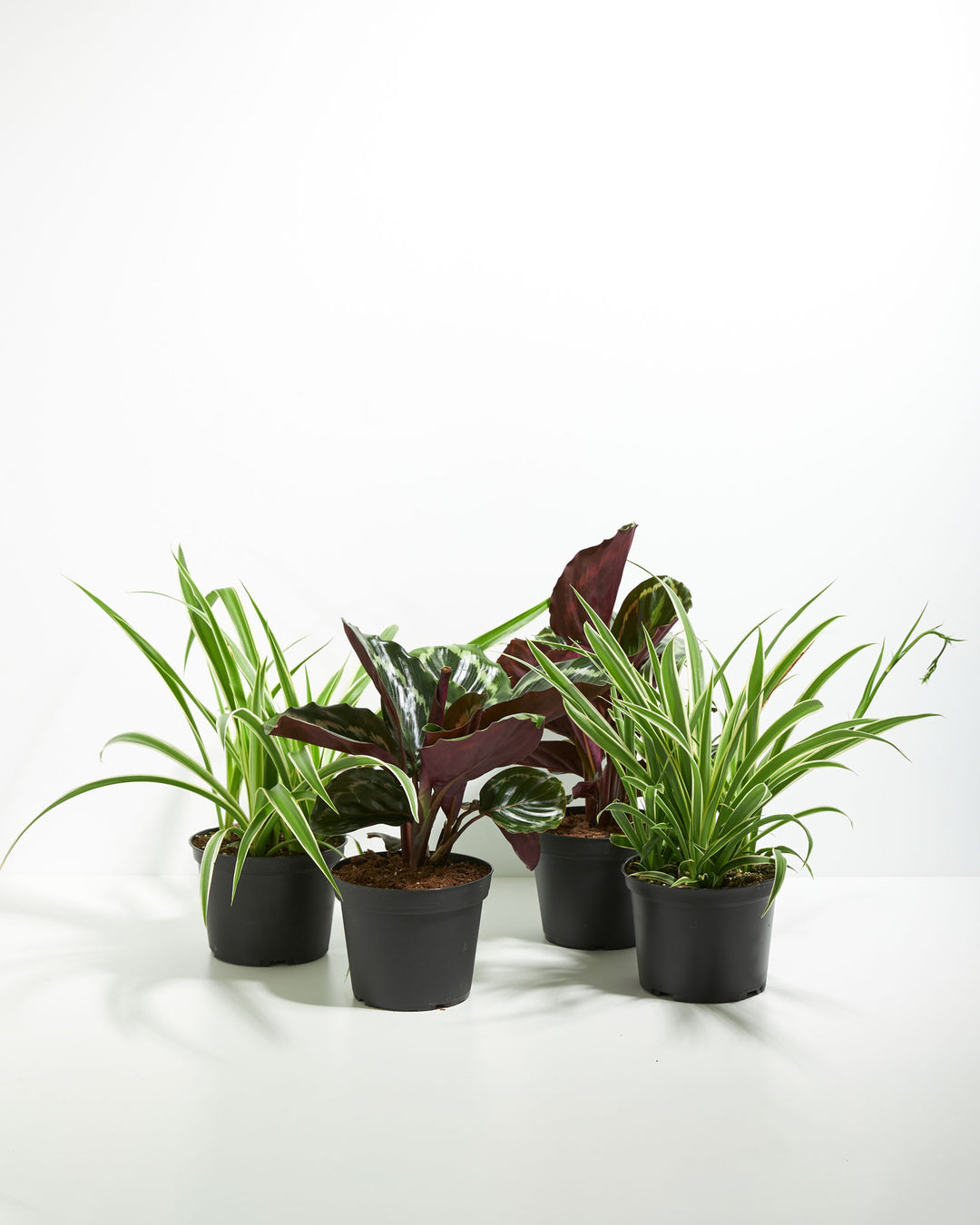 indoor plant stuff Peacock & Spider Plants | Plant Bundle