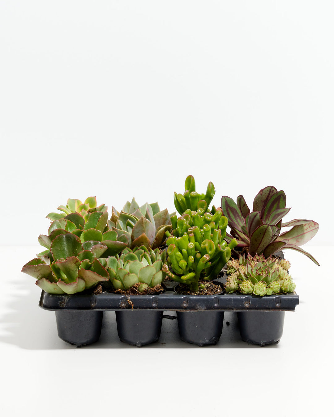 pack of succulents Assorted Succulents for Delivery | 16 Pack