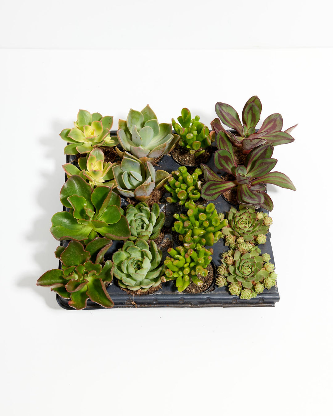 succulent assortment for sale Assorted Succulents for Delivery | 16 Pack