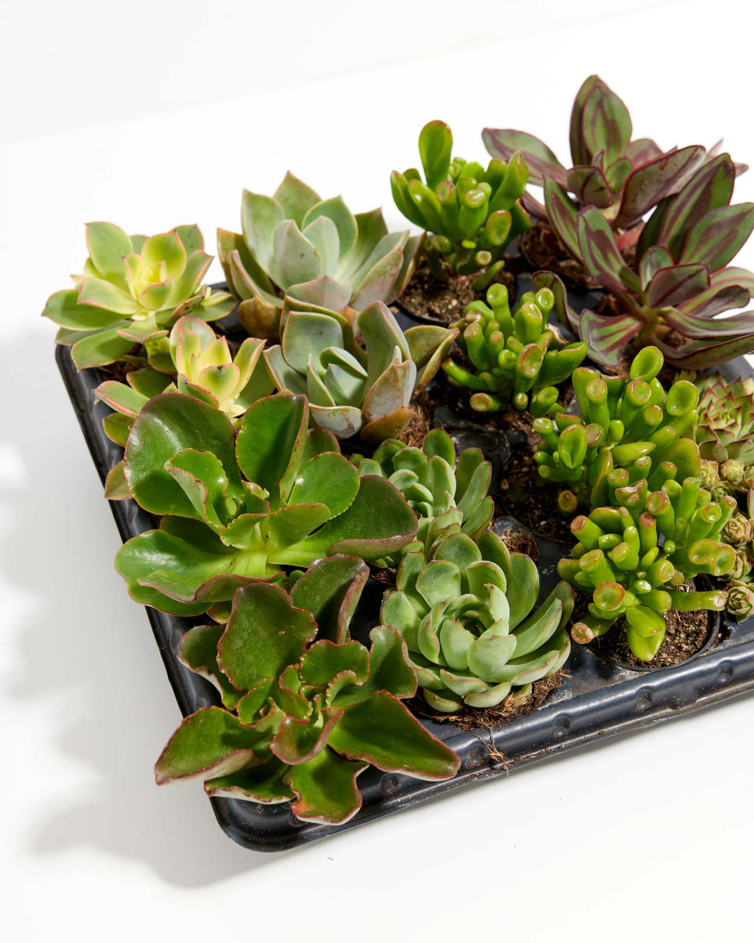 buy outdoor succulents online Assorted Succulents for Delivery | 16 Pack