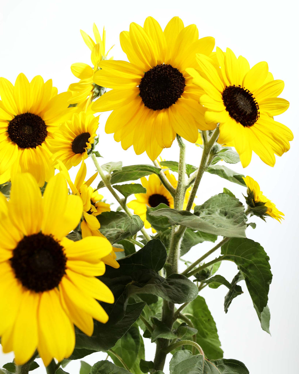 Sunflower Sunfinity Cheery Blooming Plant Lively Root