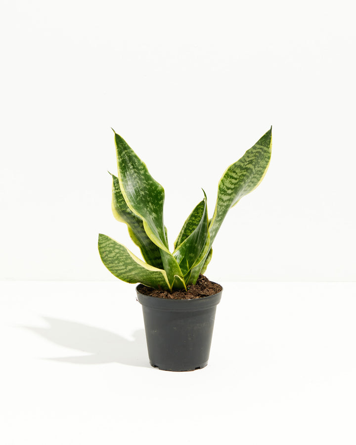 Futura Superba Snake Plant, Lively Root, Plant, Size, Small, , 