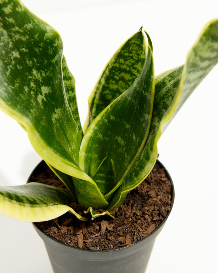 Futura Superba Snake Plant, Lively Root, Plant, , , , 