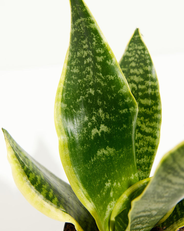 Futura Superba Snake Plant, Lively Root, Plant, , , , 