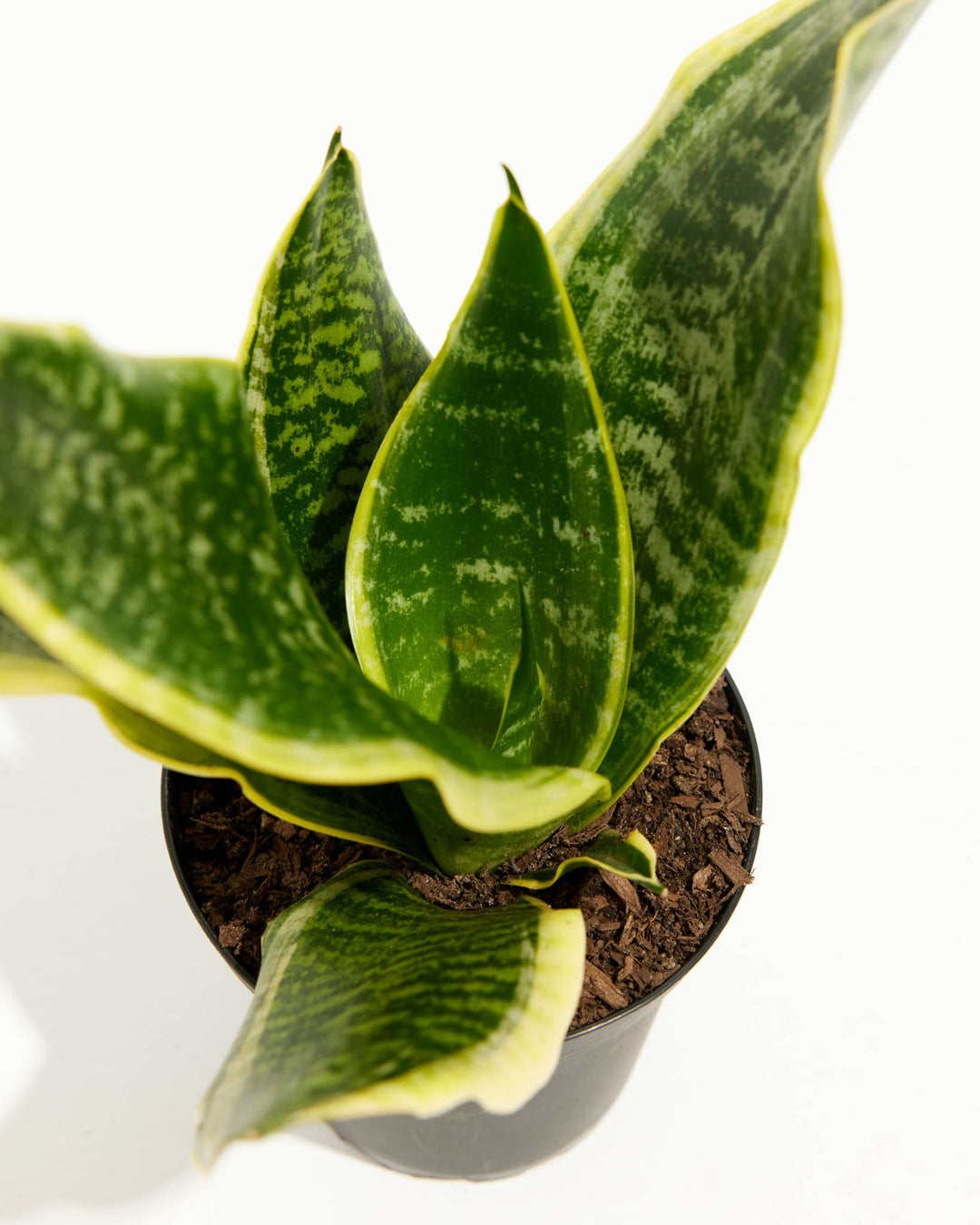 Futura Superba Snake Plant, Lively Root, Plant, , , , 