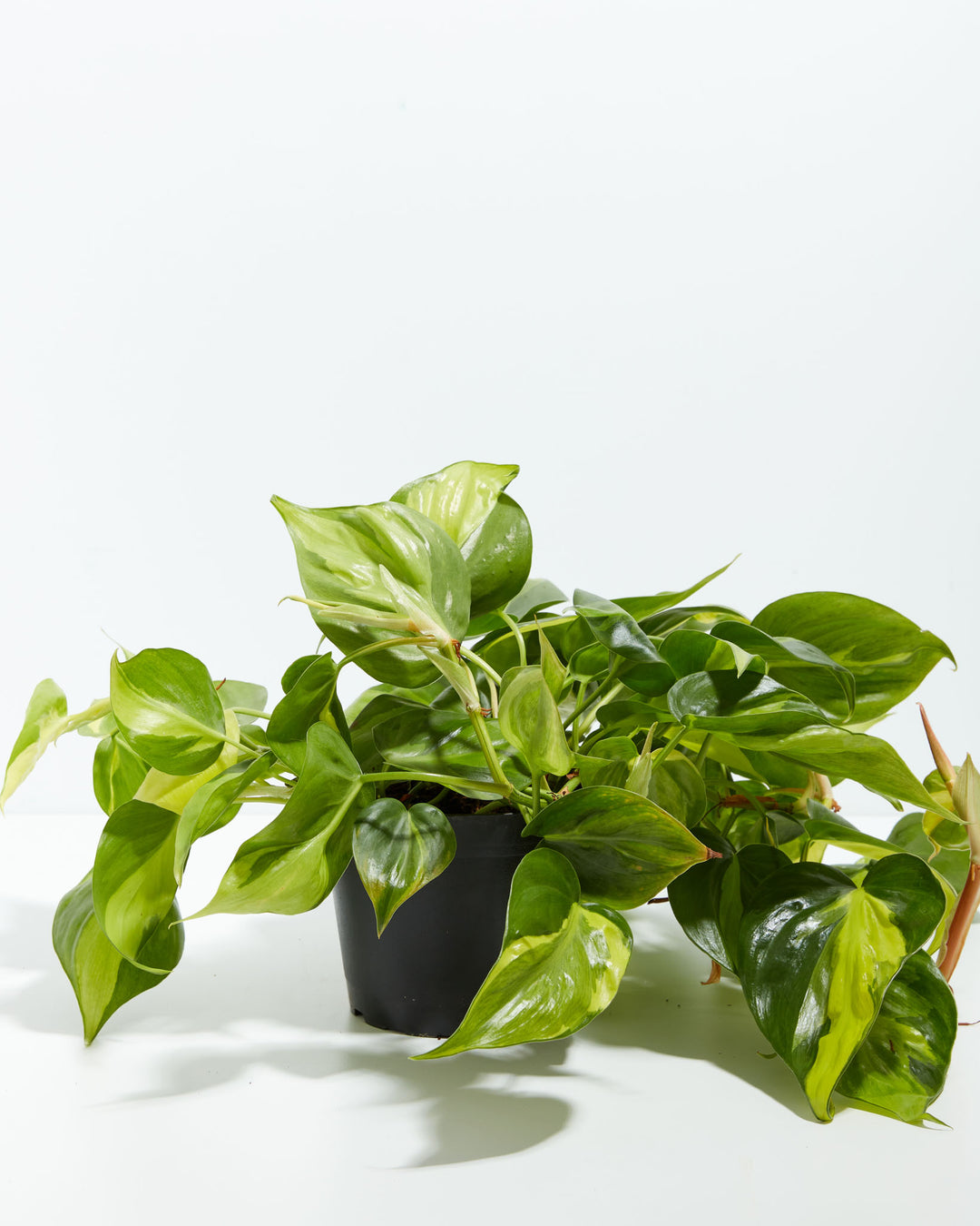 philodendron lapaonum Philodendron Brasil | Philodendron Plants for Sale