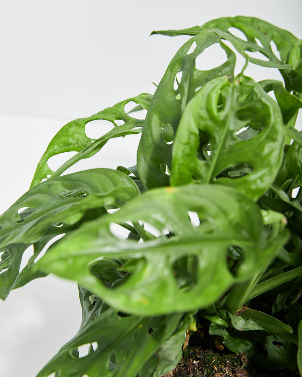 Buy Swiss Cheese Plant (Monstera Adansonii) & Care Guide