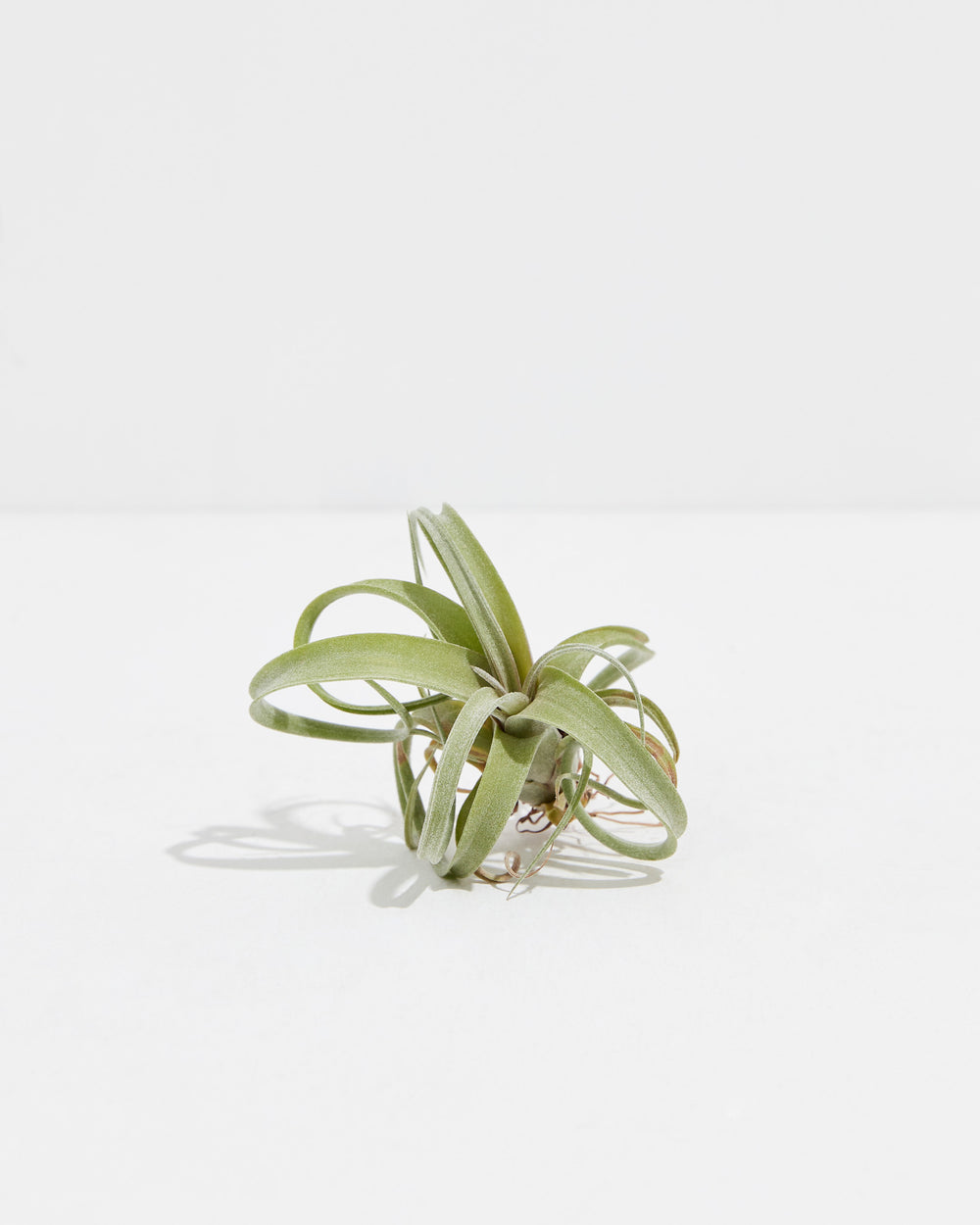 Tillandsia Curly Slim (intermedia x streptophylla) Air Plant, Lively Root, Plant, , , , 