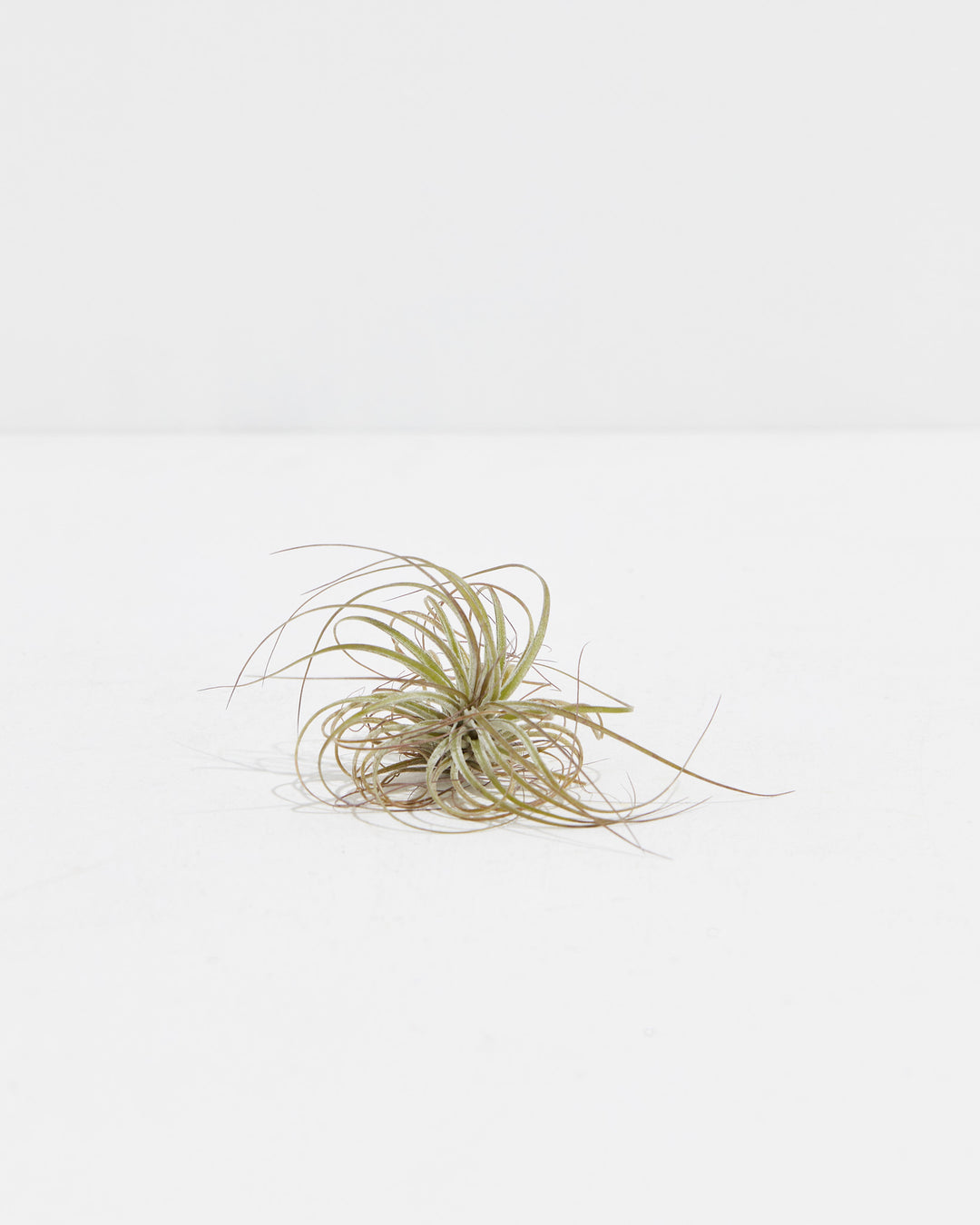 stricta green air plant Stricta | Air Plant