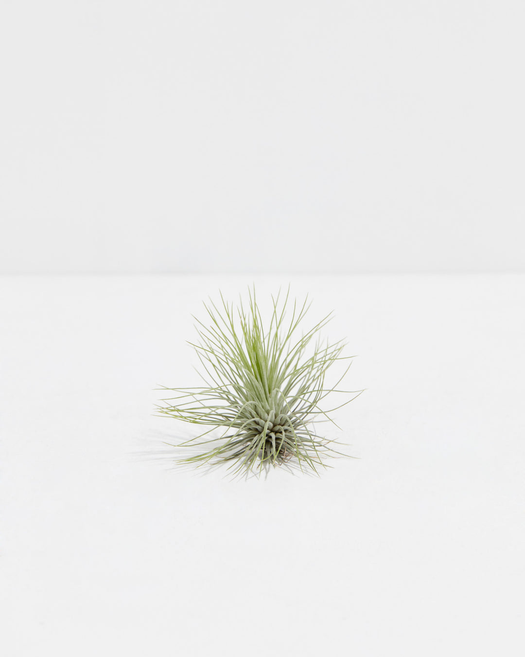 T. Andreana Air Plant, Lively Root, Plant, , , , 