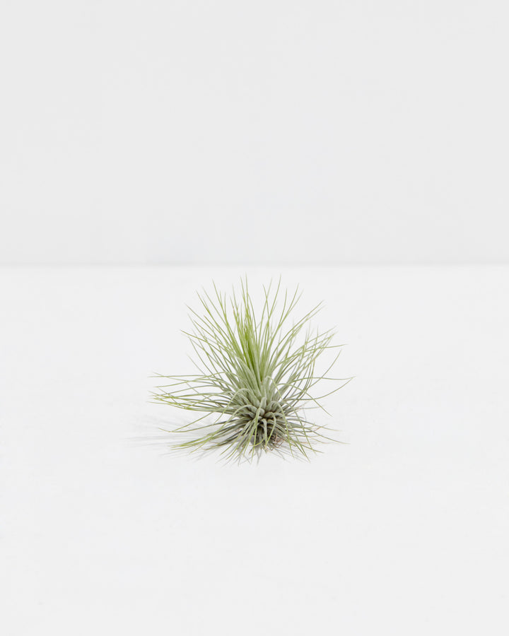 T. Andreana Air Plant, Lively Root, Plant, , , , 
