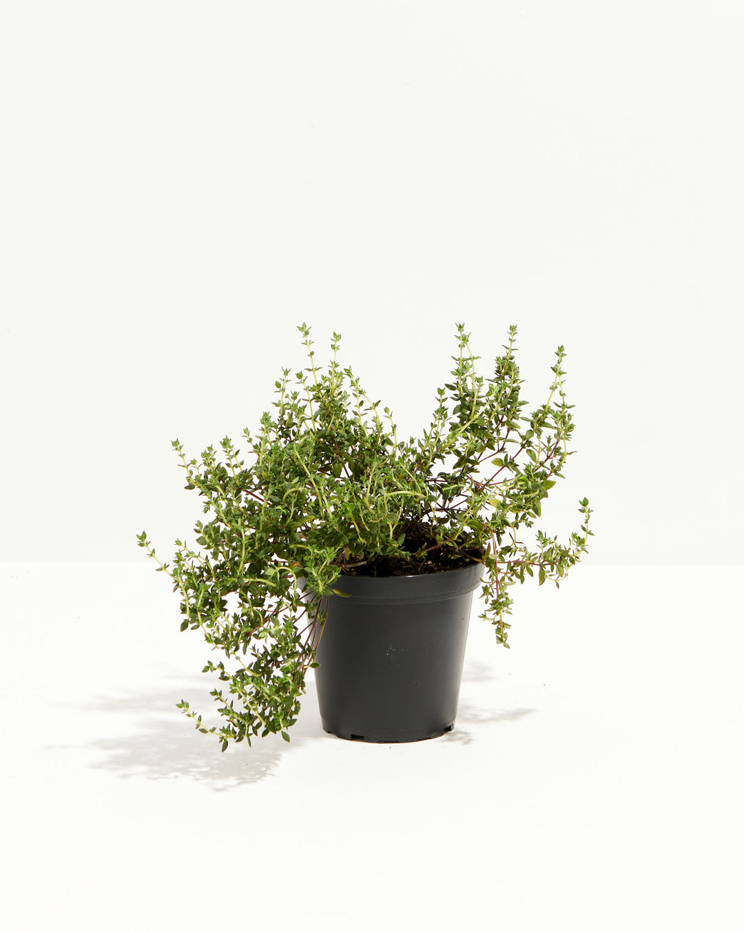 potted thyme plant Thyme French Plant For Sale, Including Care Guide
