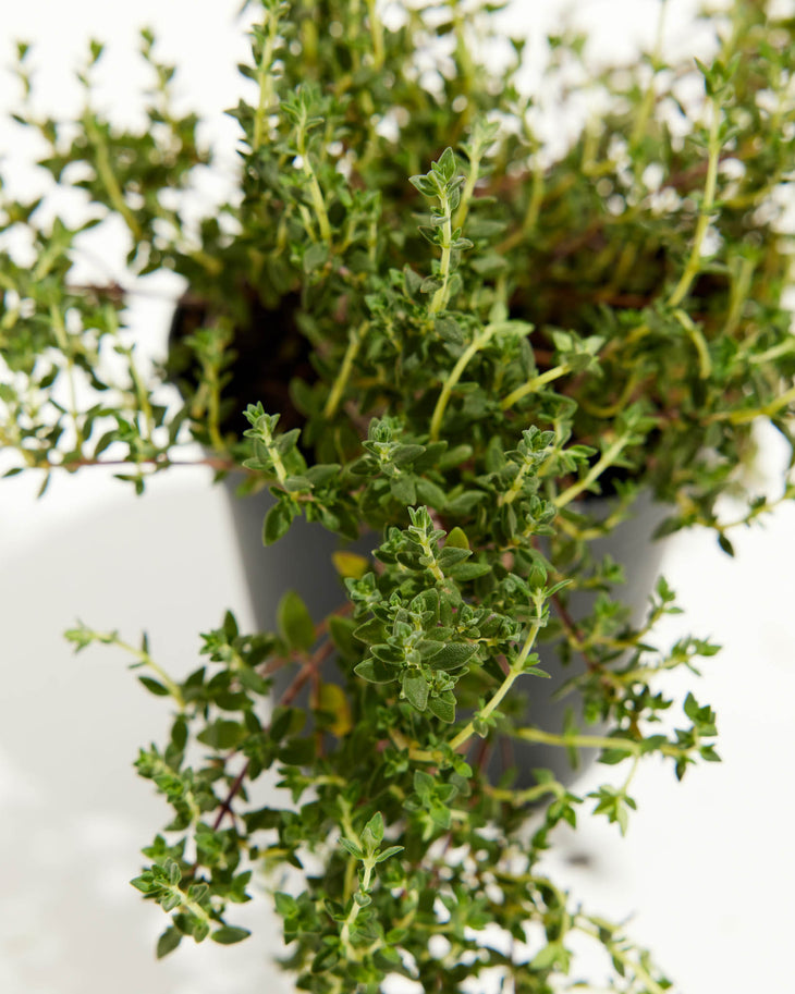 Thyme French, Lively Root, Plant, , , , 