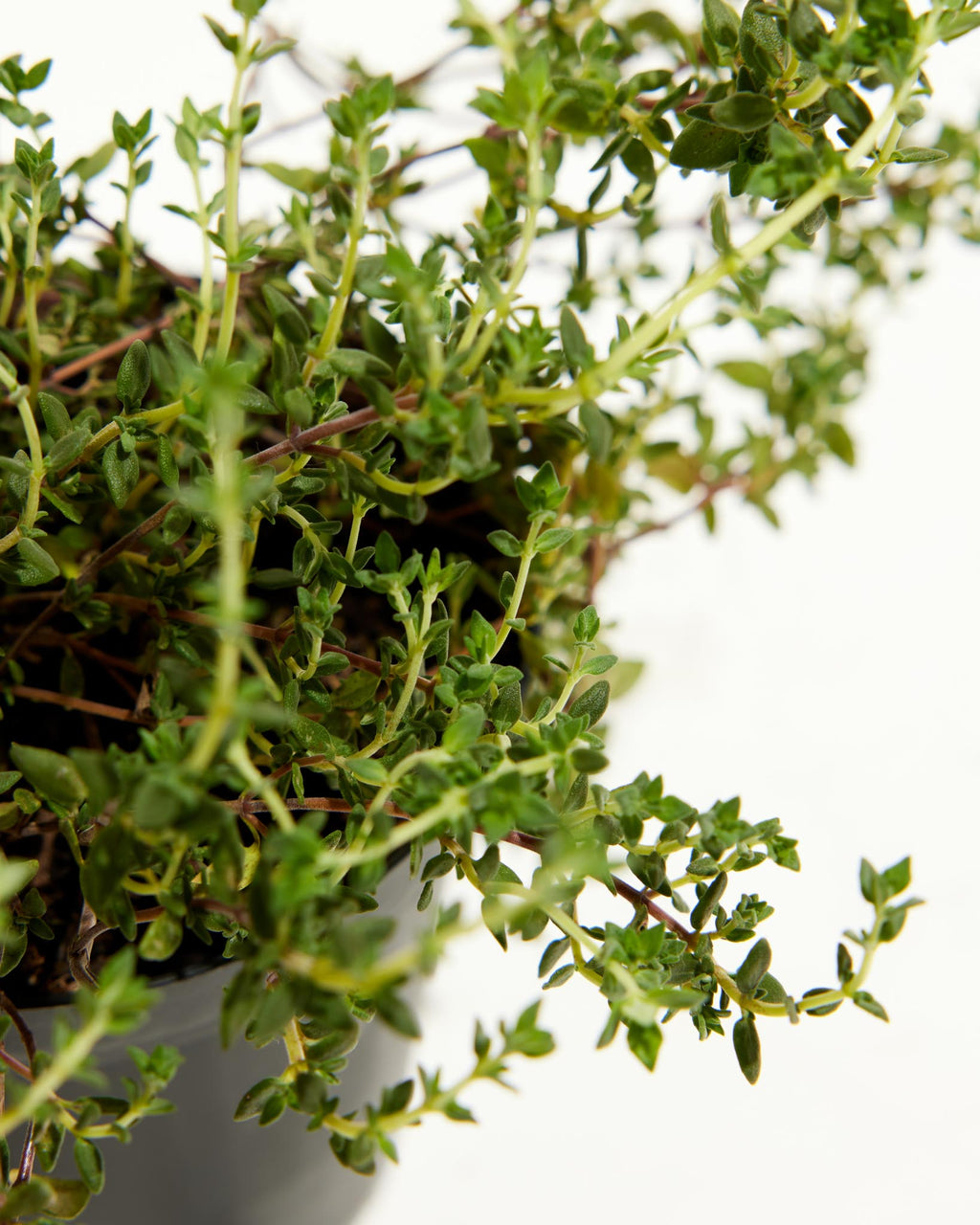 Thyme French Plant For Sale, Including Care Guide