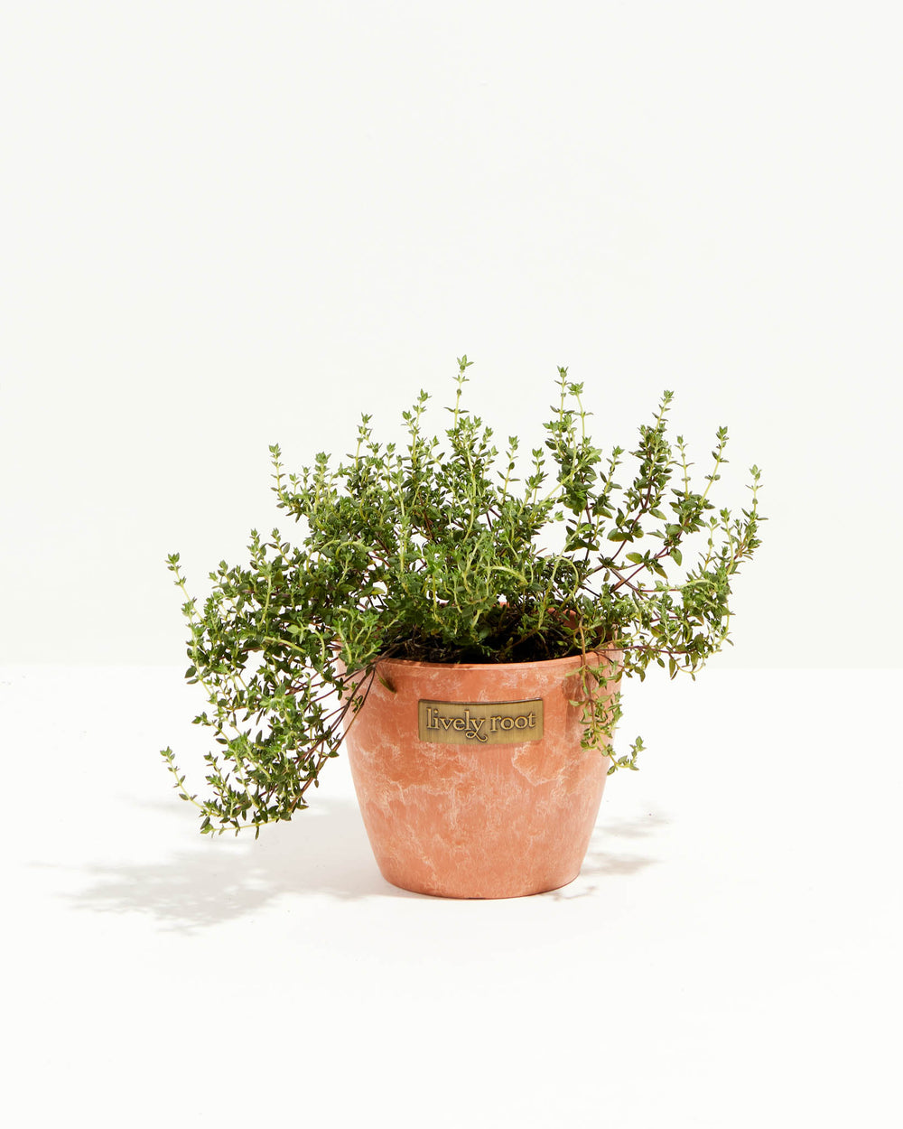 Chef's Lively Herbs 4-Pack