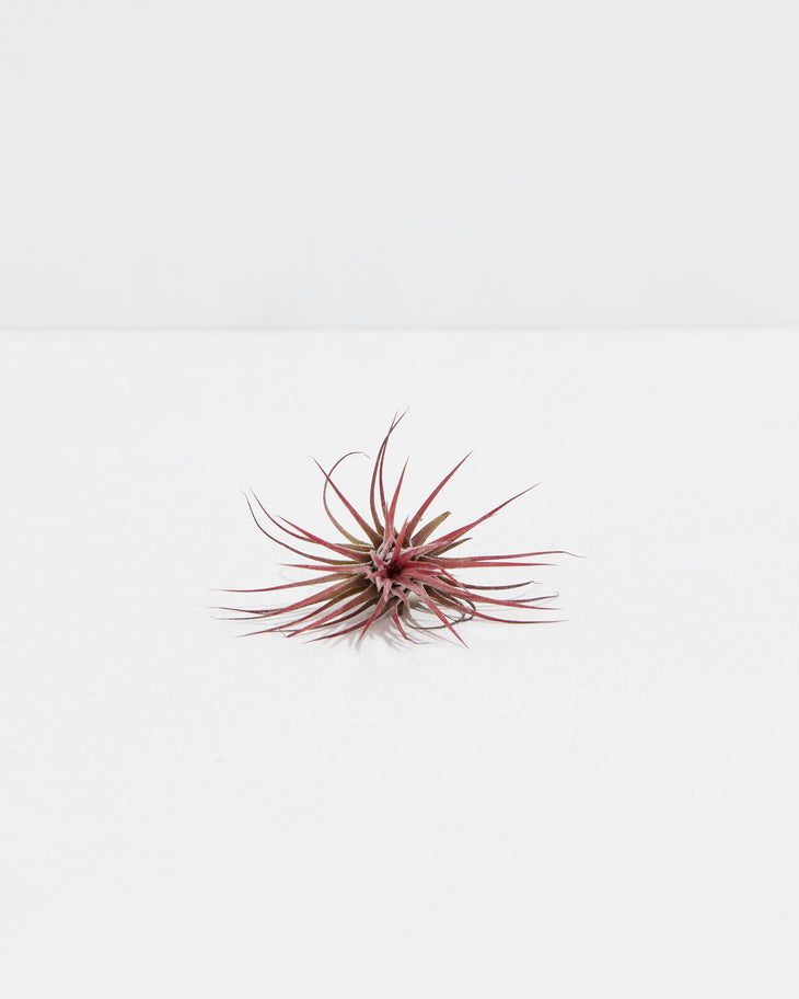 Ionantha Fuego Air Plant, Lively Root, Plant, , , , 