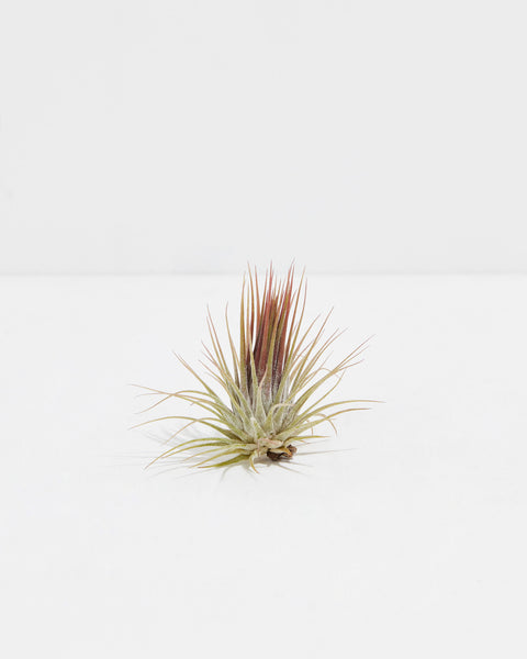 Ionantha Guatemala Tillandsia | Air Plant | Lively Root