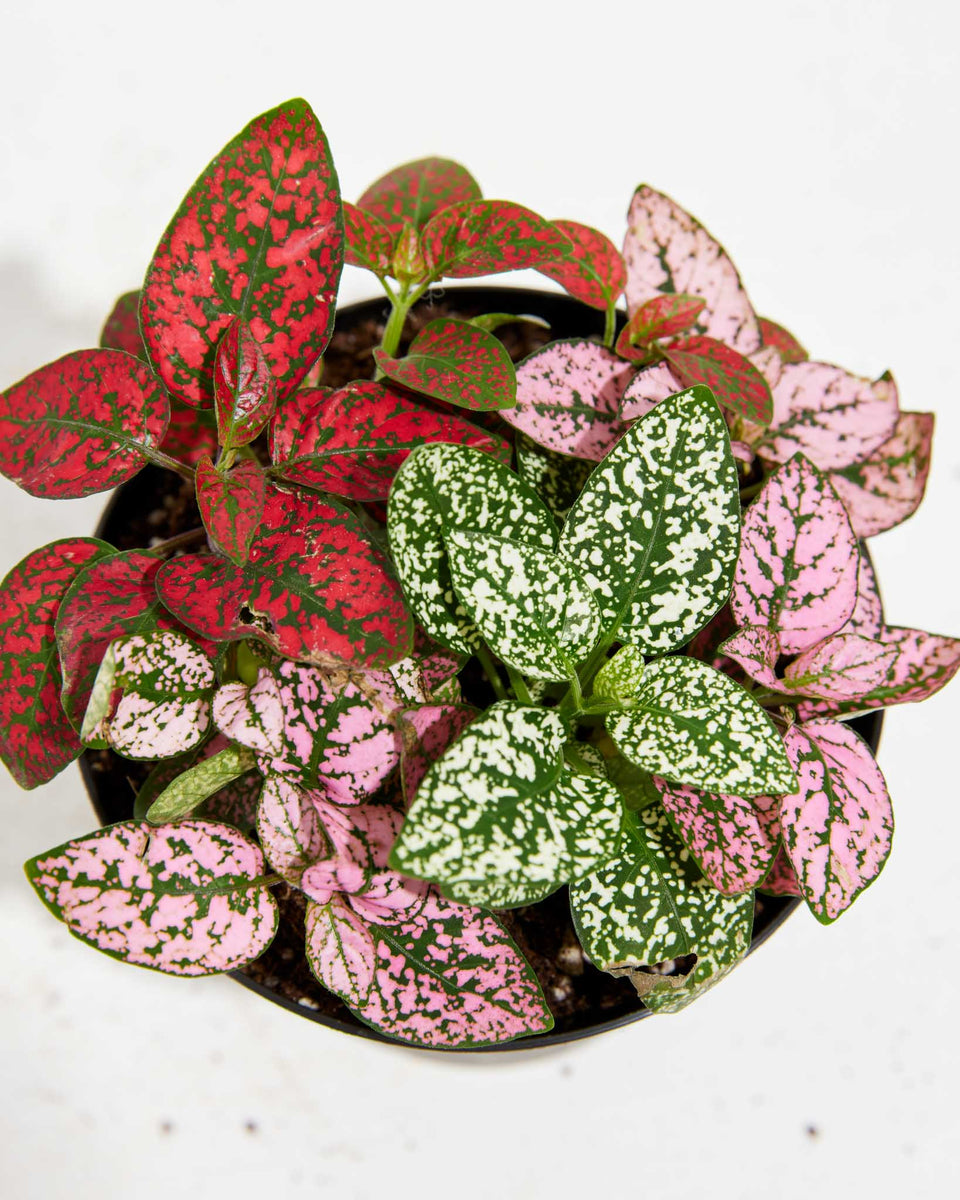 Tricolor Hypoestes Featured Image
