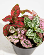 Tricolor Hypoestes Featured Image