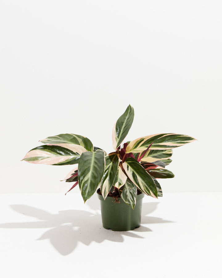 Calathea Stromanthe Triostar, Lively Root, Plant, Size, Medium, , 