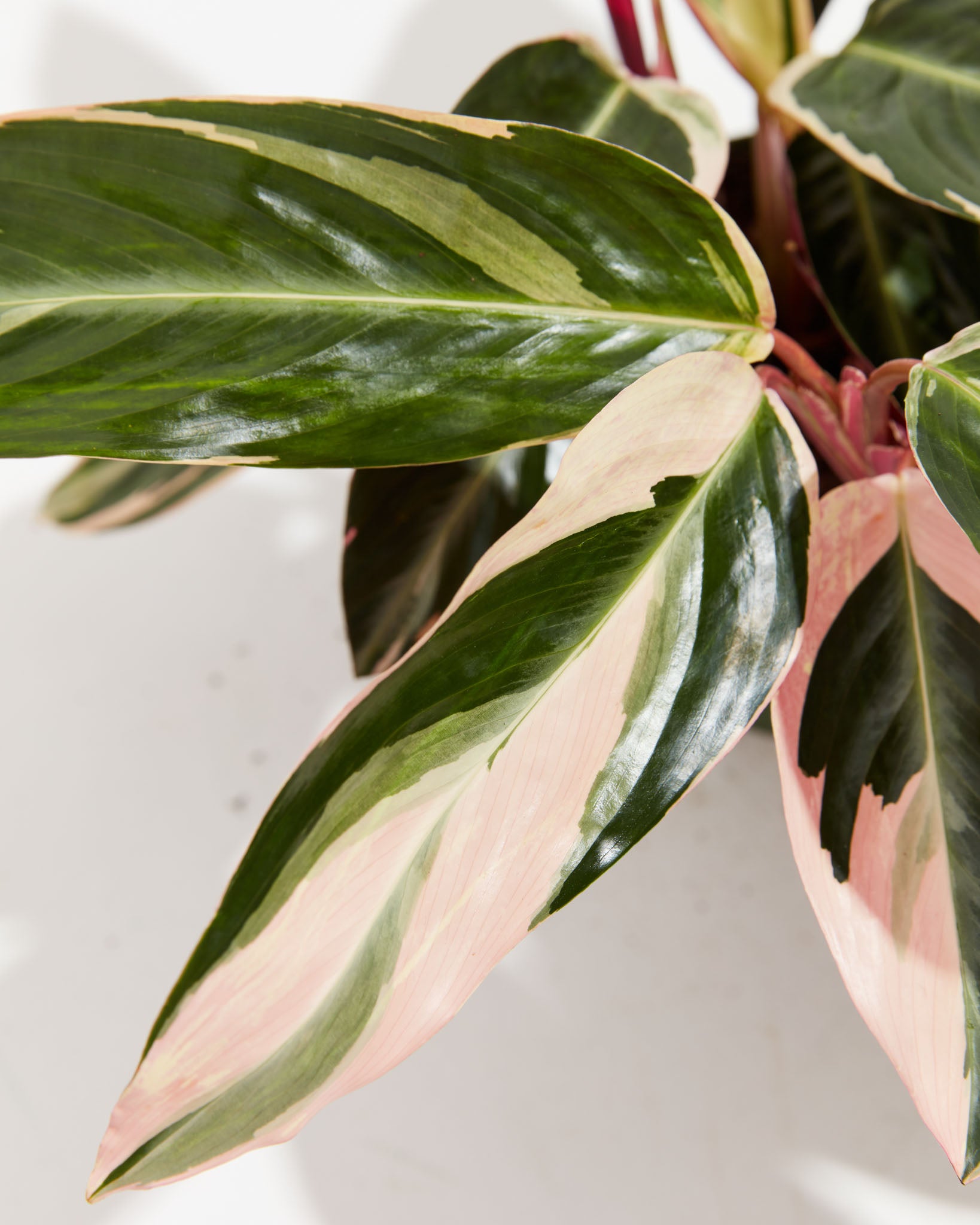 Stromanthe Triostar | Prayer Plants