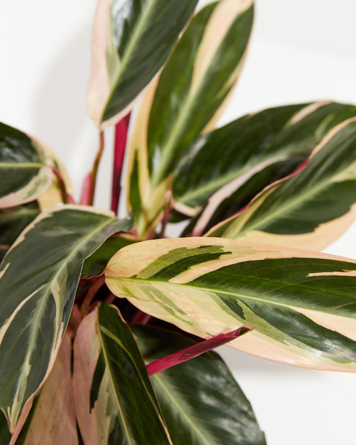 Calathea Stromanthe Triostar, Lively Root, Plant, , , , 