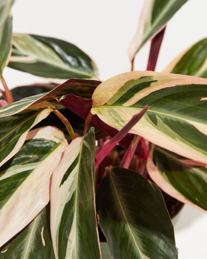 Calathea Stromanthe Triostar, Lively Root, Plant, , , , 