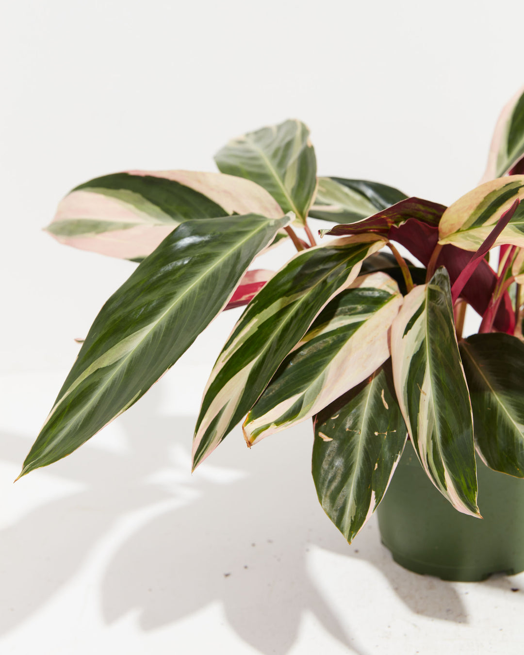 triostar prayer plant Stromanthe Triostar | Prayer Plants