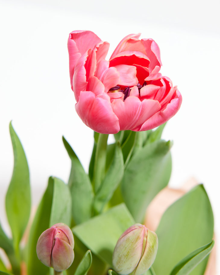 Decadent Double Rose Tulip