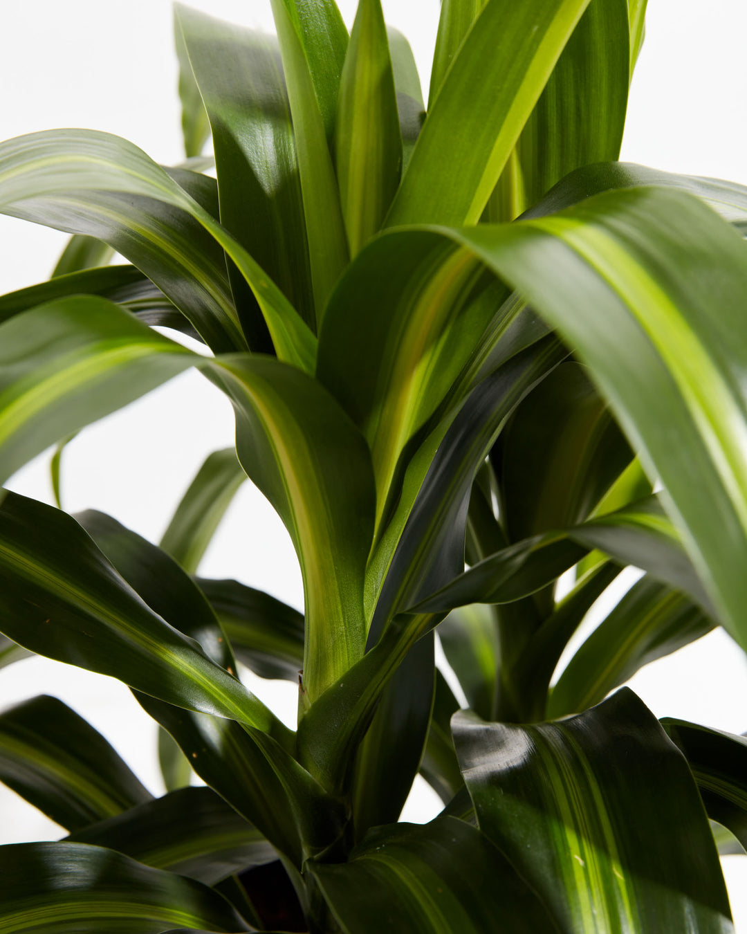 hawaiian dracaena pele Dracaena Warneckii Hawaiian Sunshine For Sale & Care Guide