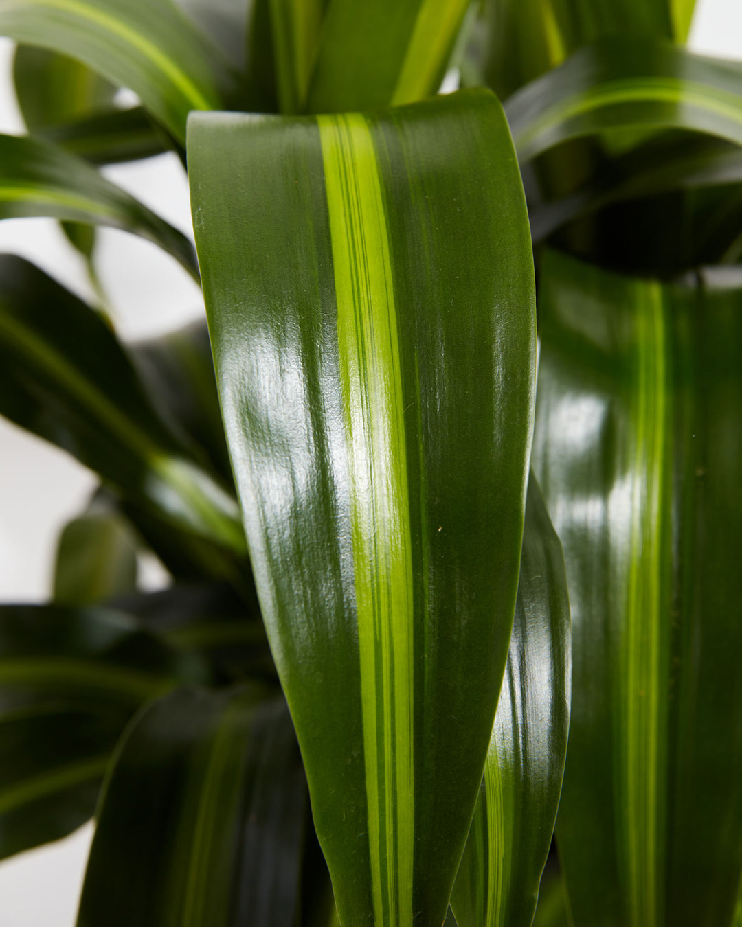 dracaena hawaiian emerald Dracaena Warneckii Hawaiian Sunshine For Sale & Care Guide