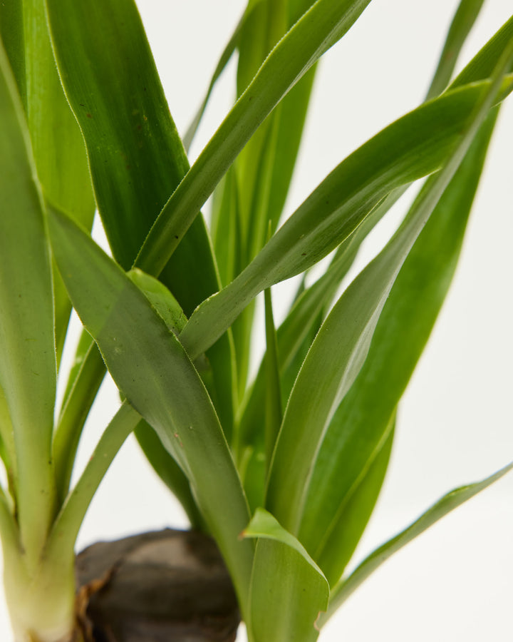 can you plant yucca cane outside Yucca Cane | Full Grown Options