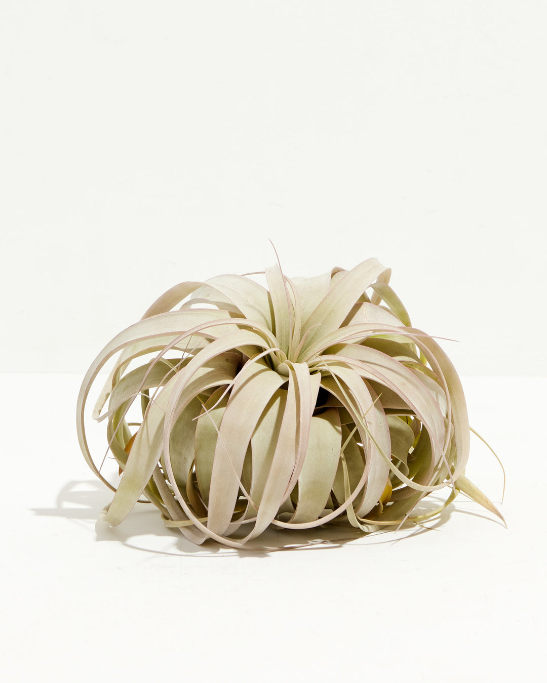 xerographica air plant Tillandsia Xerographica | Air Plant