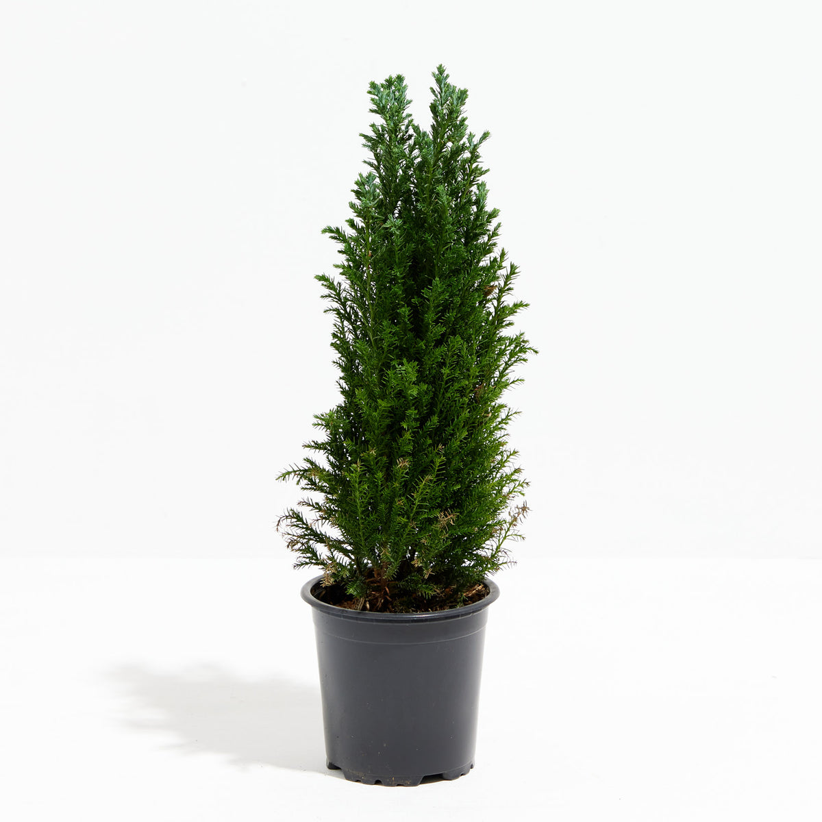 European Cypress Christmas Tree Lively Root
