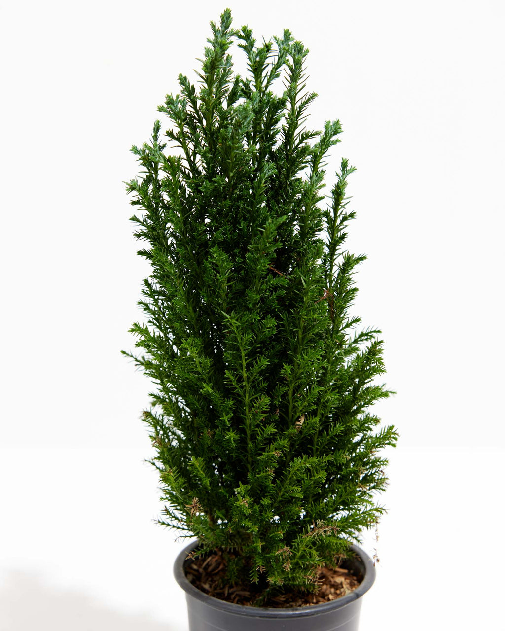 European Cypress Christmas Tree Lively Root