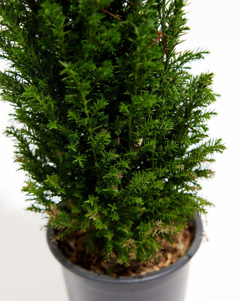European Cypress Christmas Tree Lively Root