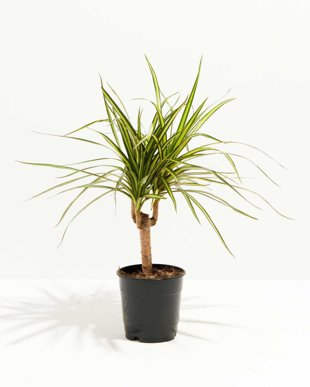 live dracaena Dracaena Ray Of Sunshine