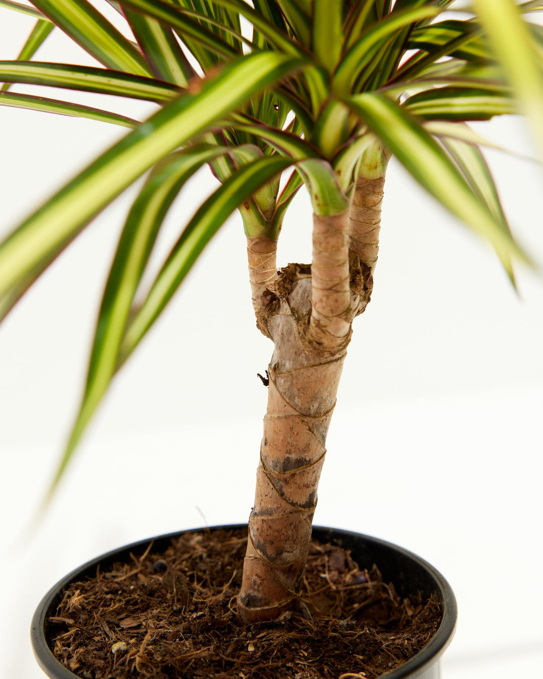 how much sun does dracaena need Dracaena Ray Of Sunshine