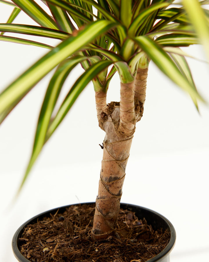 dracaena sol o sombra Dracaena Ray Of Sunshine