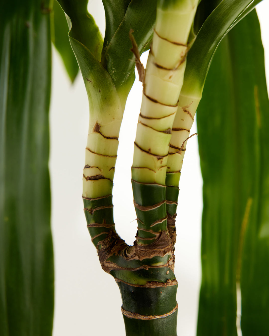 dracaena with green stem Dracaena Cane Massangeana | Cane Plant