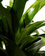 Cane Massangeana Dragon Plant (Dracaena) Featured Image