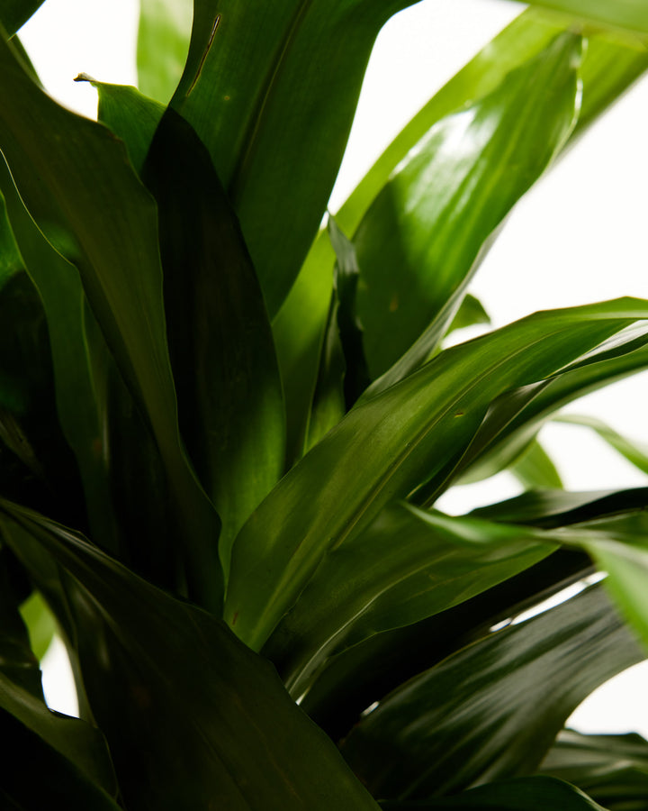 dracaena massangeana Dracaena Cane Massangeana | Cane Plant