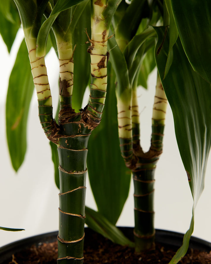 tall dracaena massangeana Dracaena Cane Massangeana | Cane Plant