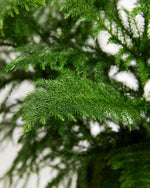Norfolk Island Pine Featured Image