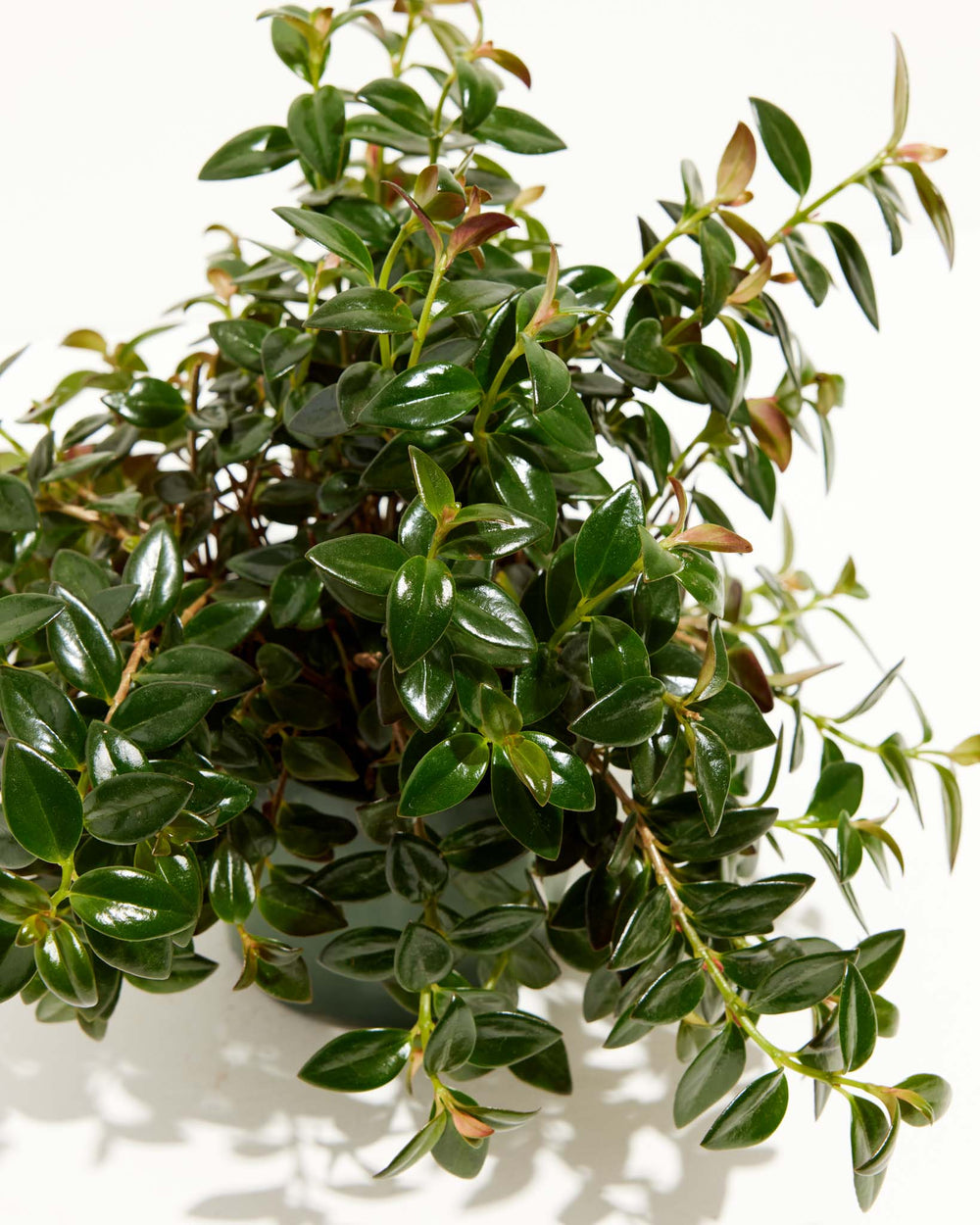 Black Goldfish Plant Care Guide | Lively Root