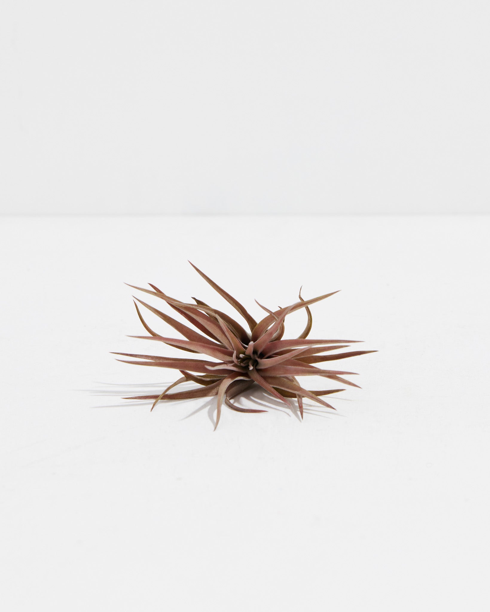 Tillandsia Velutina Air Plant