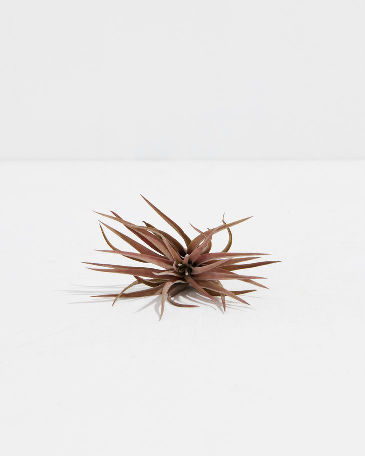T. Velutina Air Plant, Lively Root, Plant, , , , 