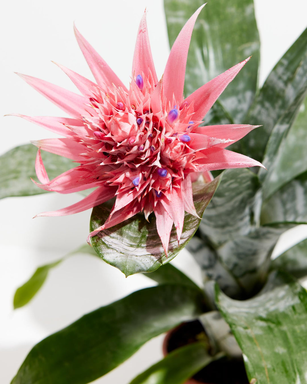 bromeliad succulent Aechmea Fasciata | Pink Bromeliad